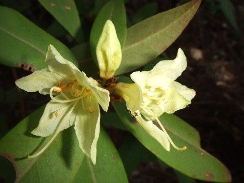 旬の山野草を見てきました。②