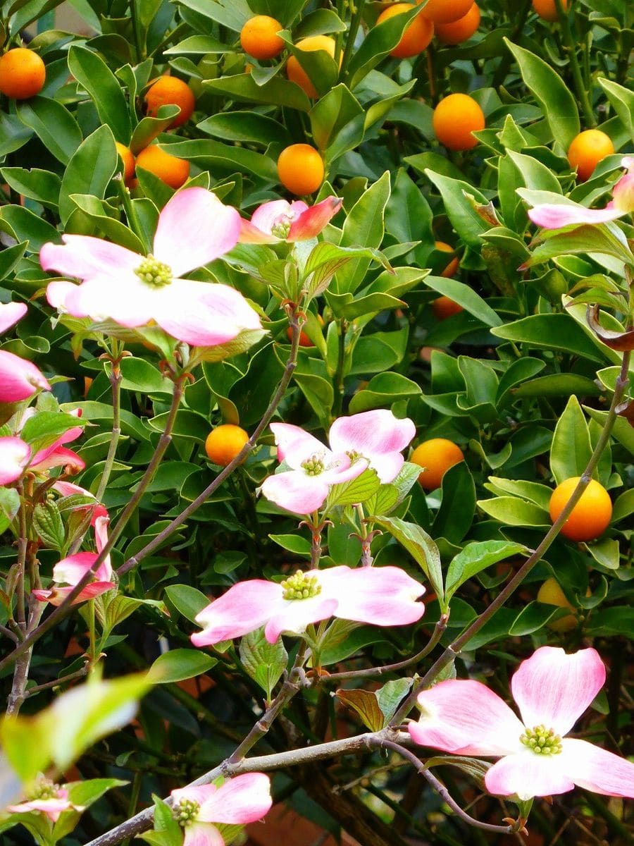 花水木が咲き始めました。