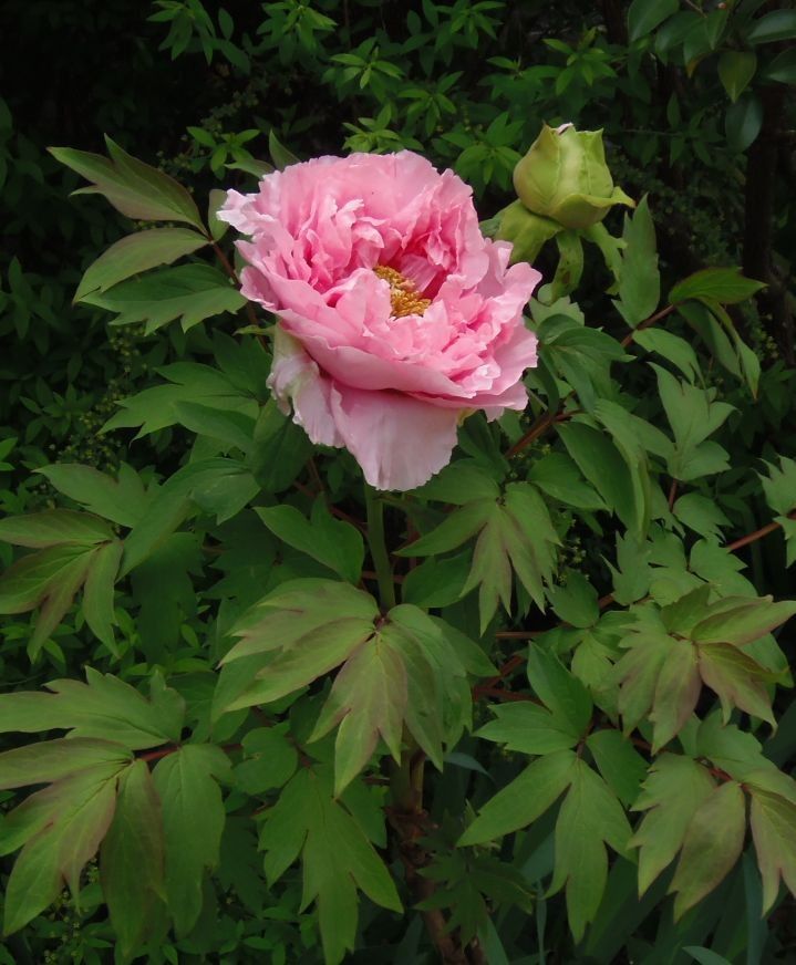 今日の花だより-牡丹と藤