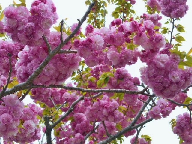 広島造幣局八重桜・・・