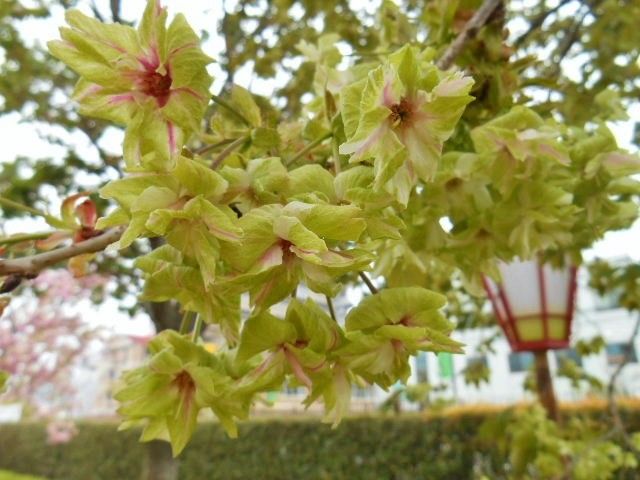 広島造幣局八重桜・・・