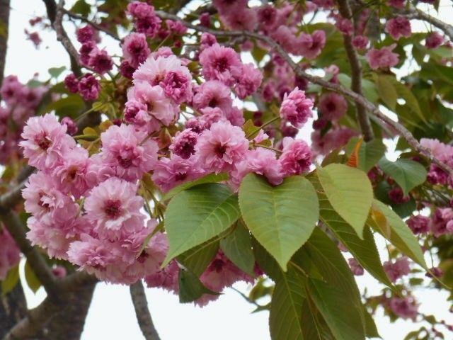 広島造幣局八重桜・・・