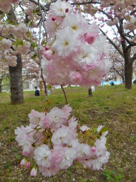 八重桜その②