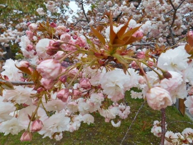 八重桜その②