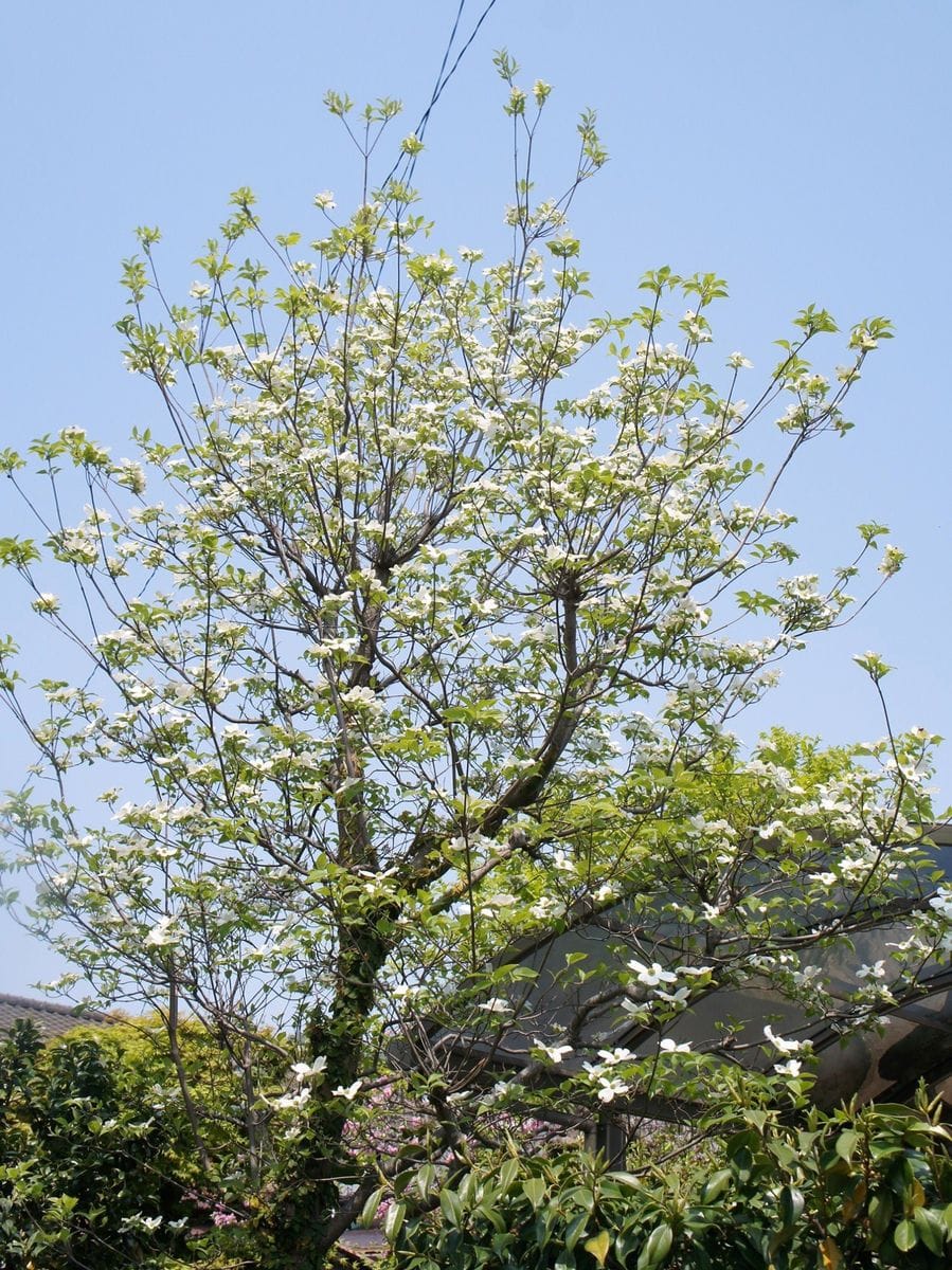 どの花見ても嬉しです。