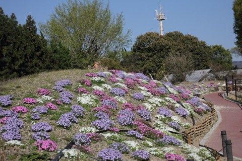 シバザクラ（フロックス）が見ごろです