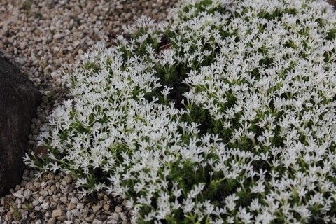 シバザクラ（フロックス）が見ごろです