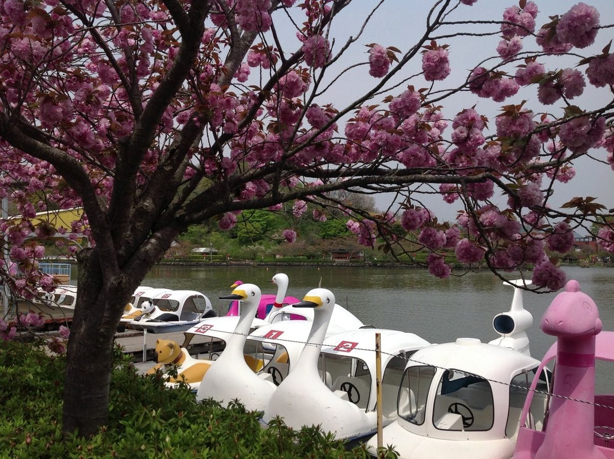 蓮華寺池公園