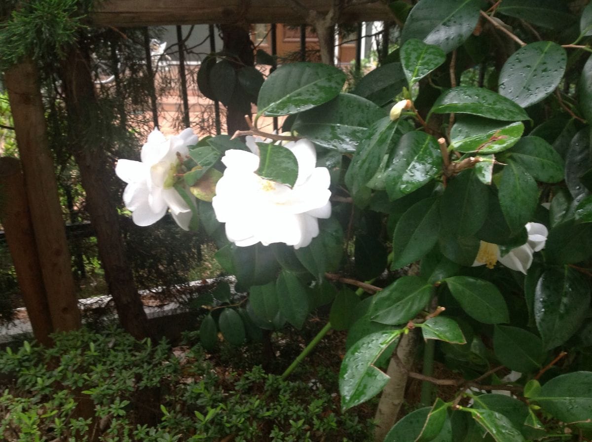 雨です。