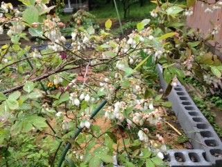 雨ニモ負ケズ！ブルーベリーの花