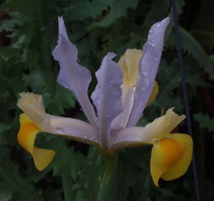 今日の花だより