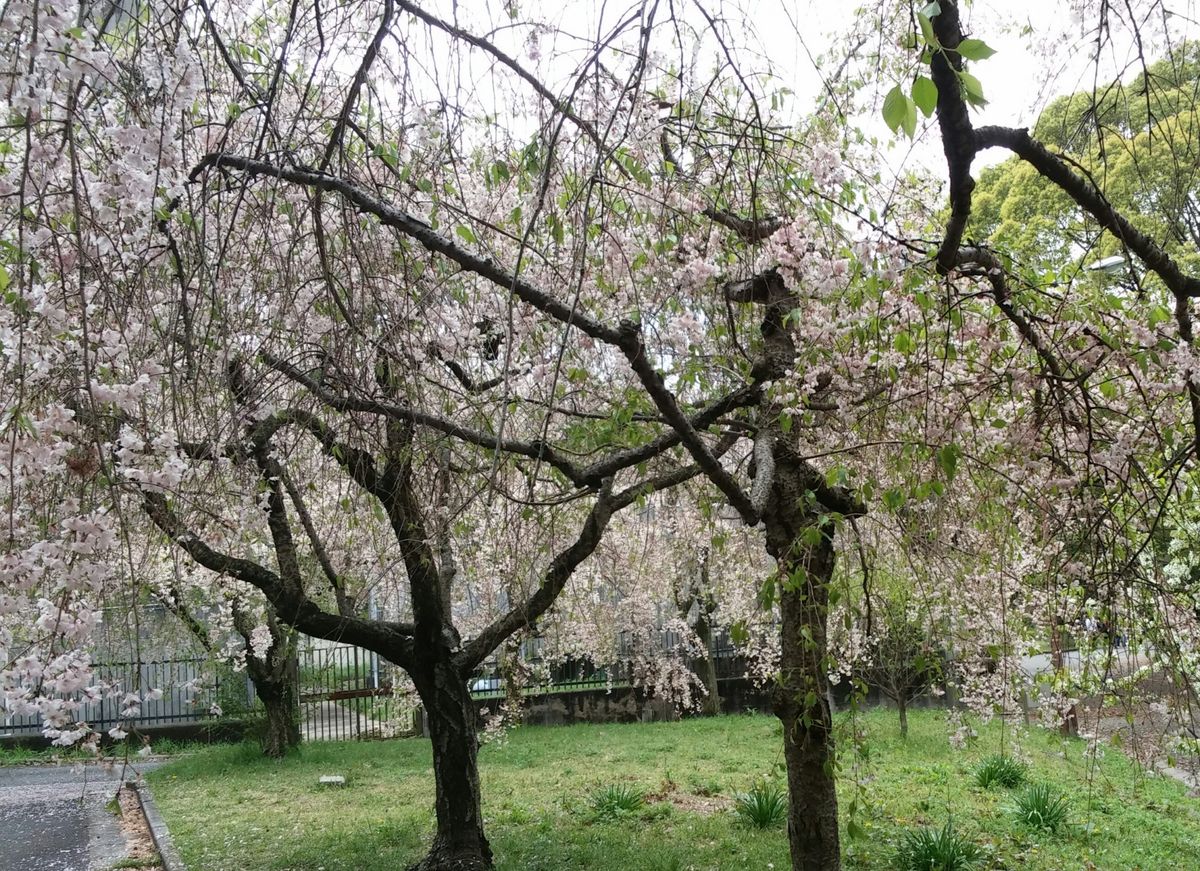 新年度初めての大学で