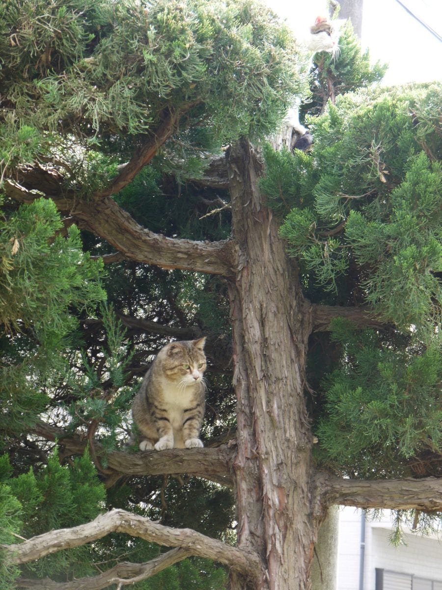 恋の季節