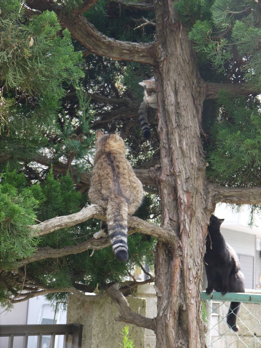 恋の季節