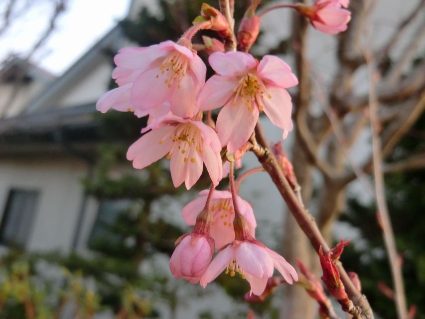 ゆうちゃんの桜