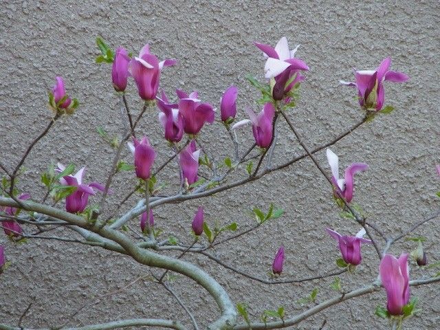 おばあちゃんの花