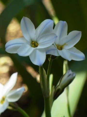 おばあちゃんの花