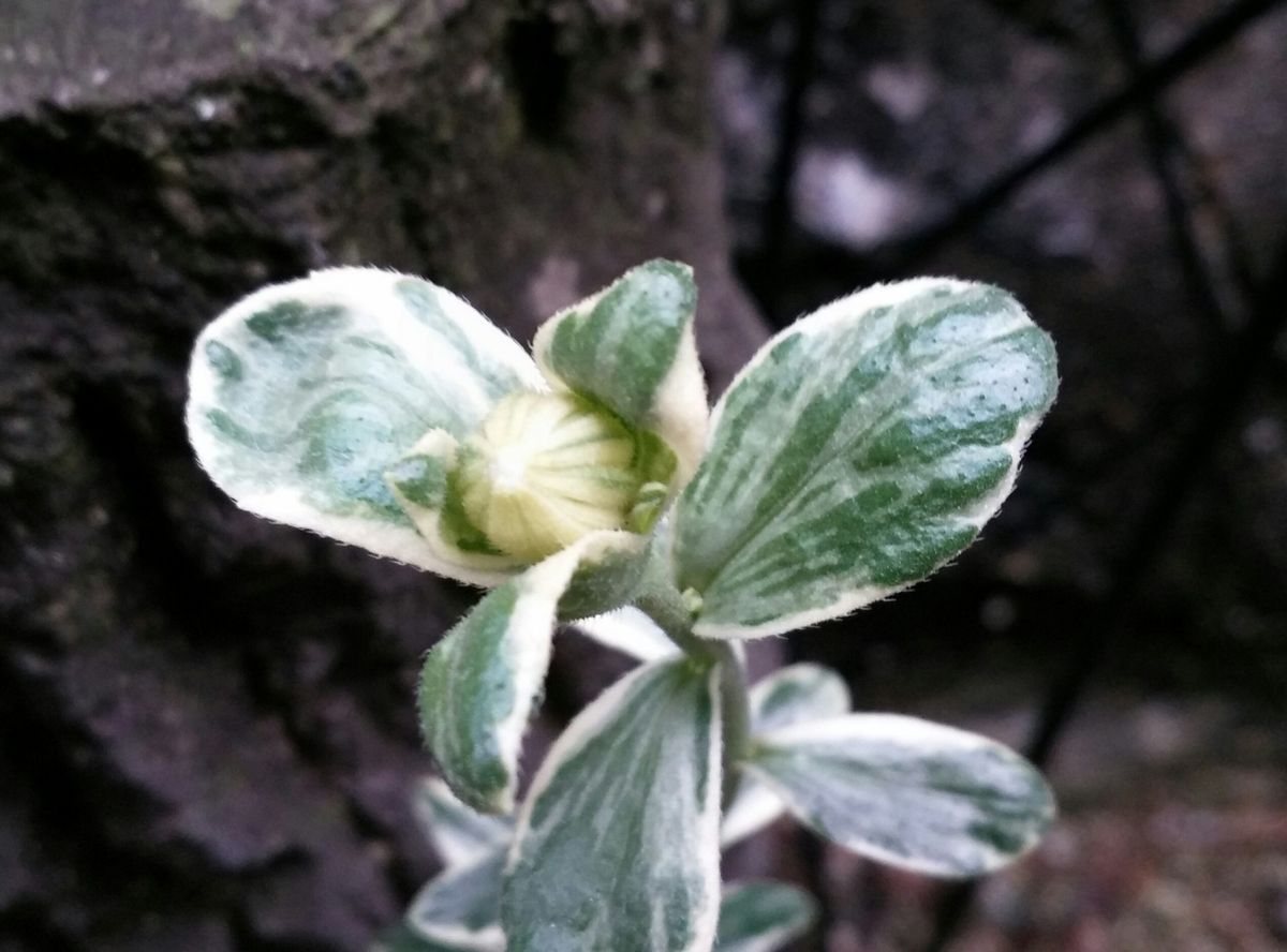 ３年目に初めての蕾(゜▽゜*)