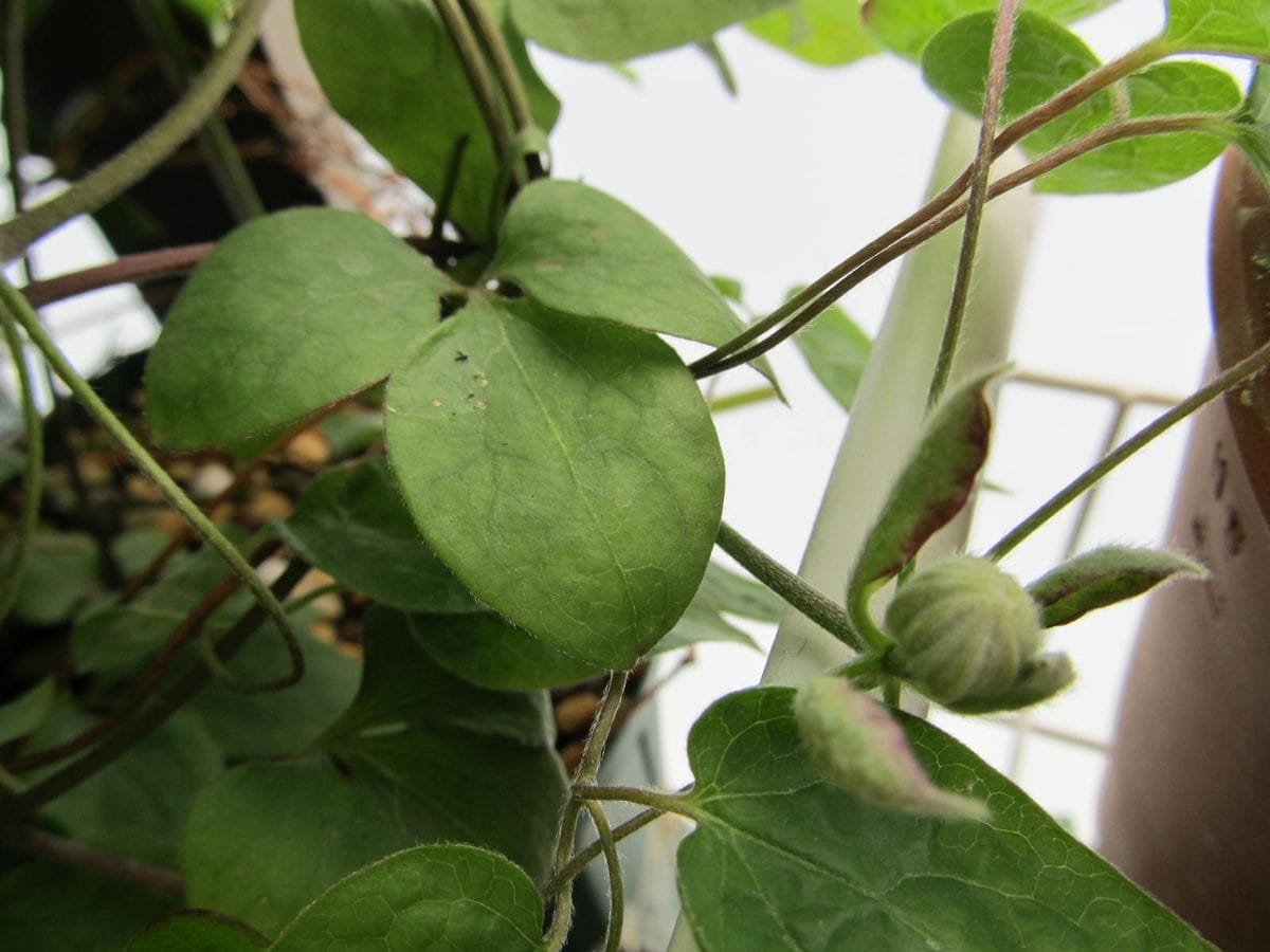 クレマチス・花炎開きはじめその後のビエネッタ他