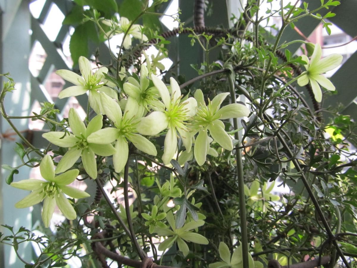 クレマチス・花炎開きはじめその後のビエネッタ他