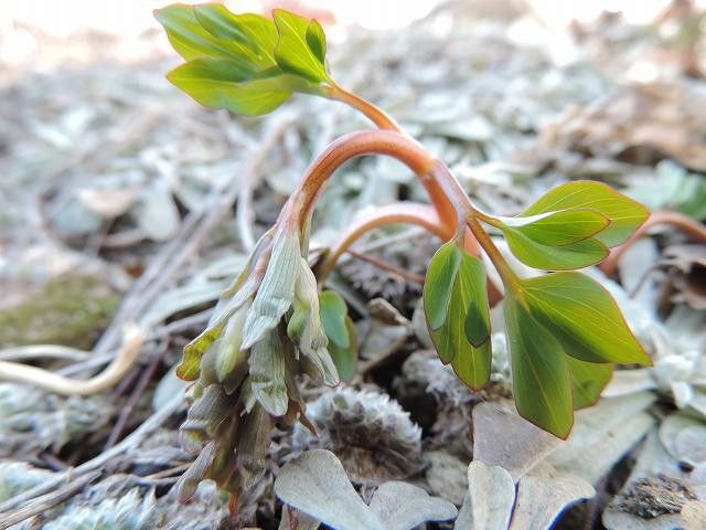 野草の芽’14-3