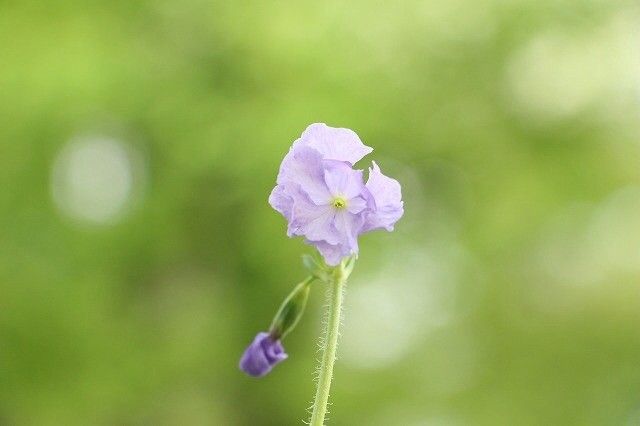 人気種