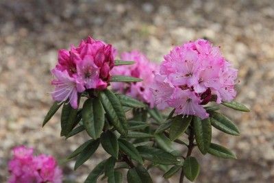 シャクナゲ類の開花