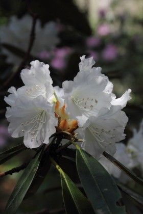 シャクナゲ類の開花