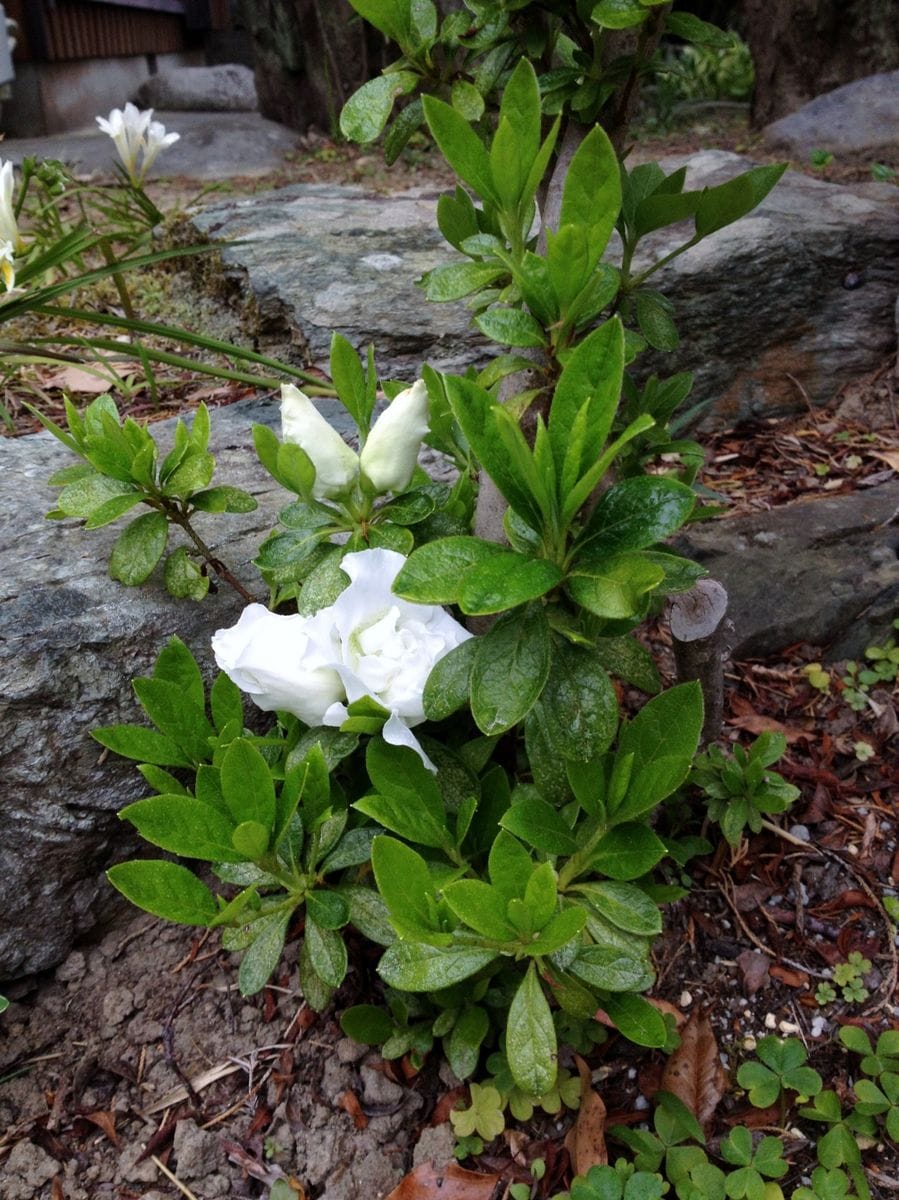 八重ヤマブキと白いツツジの開花