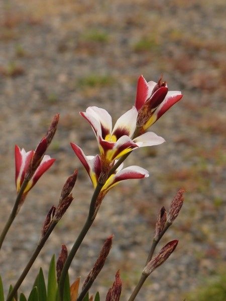 種からお花