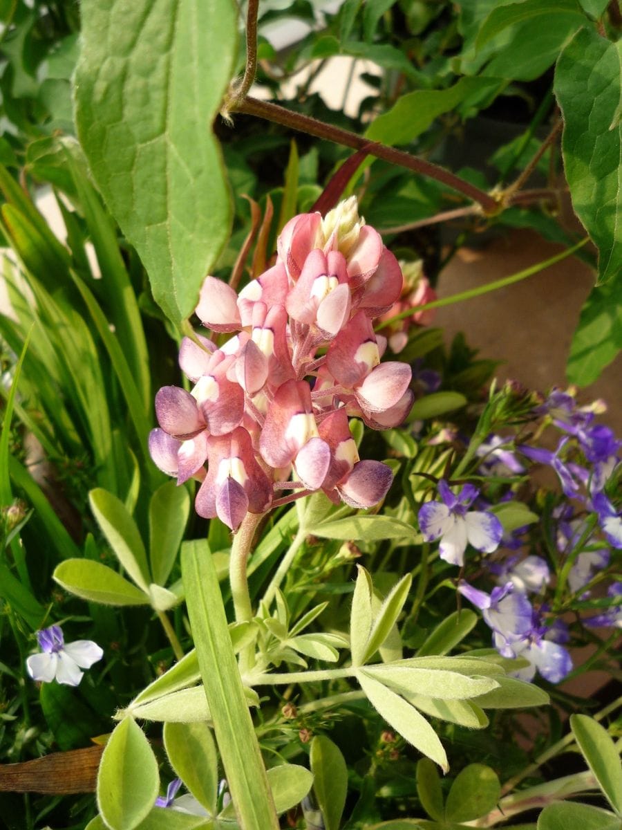 ルピナスとミディ胡蝶蘭白の開花