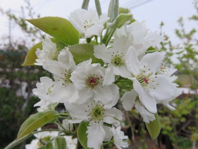 梨の花が満開