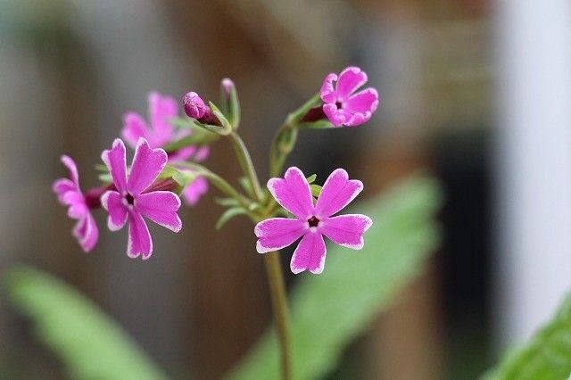 日本桜草の鑑定