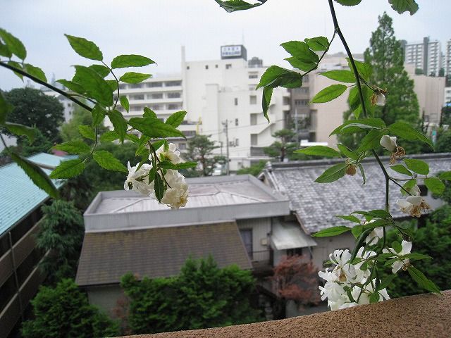 ベランダで、細々咲いている花です