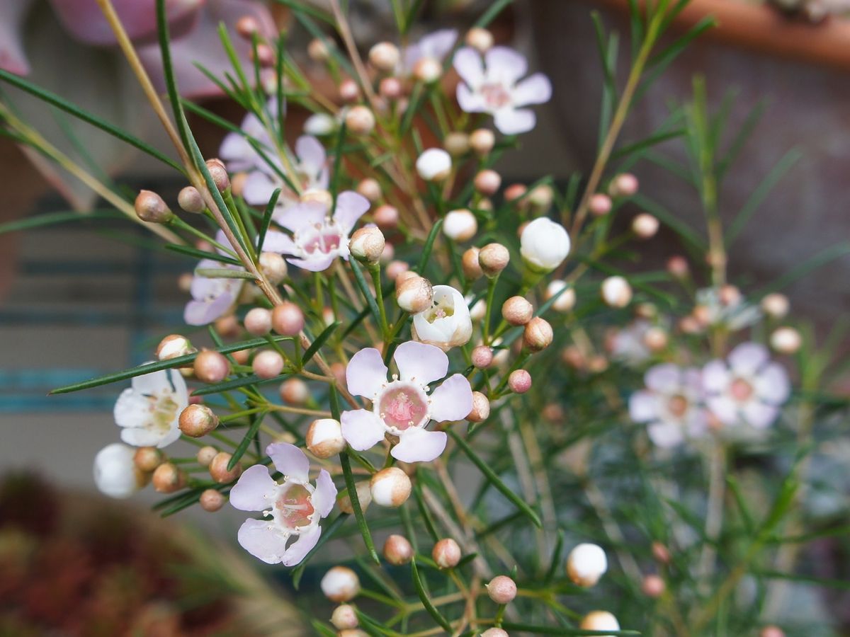 今日の気になる花