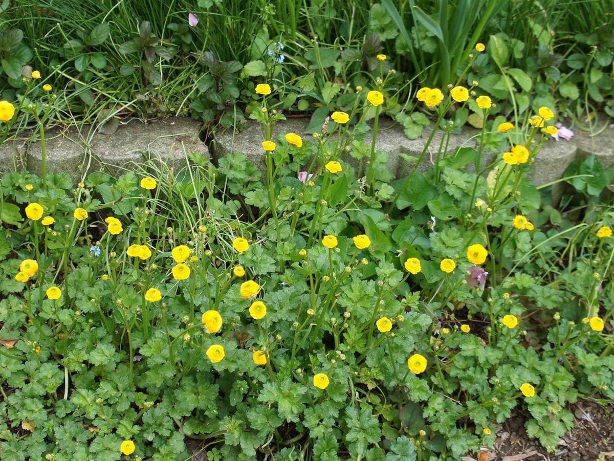 今日の気になる花