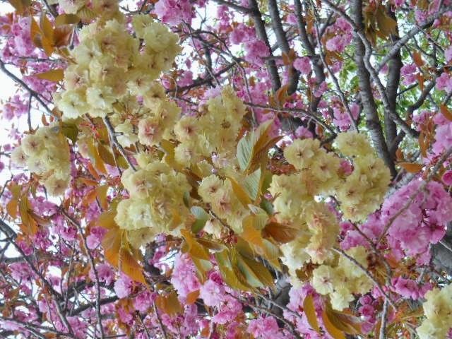 八重桜その③