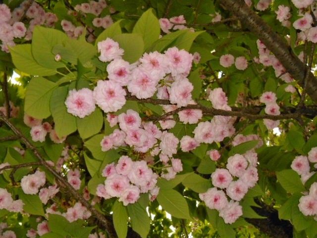 八重桜その③