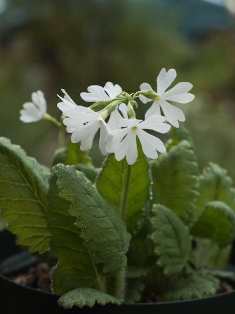 日本桜草が咲きました