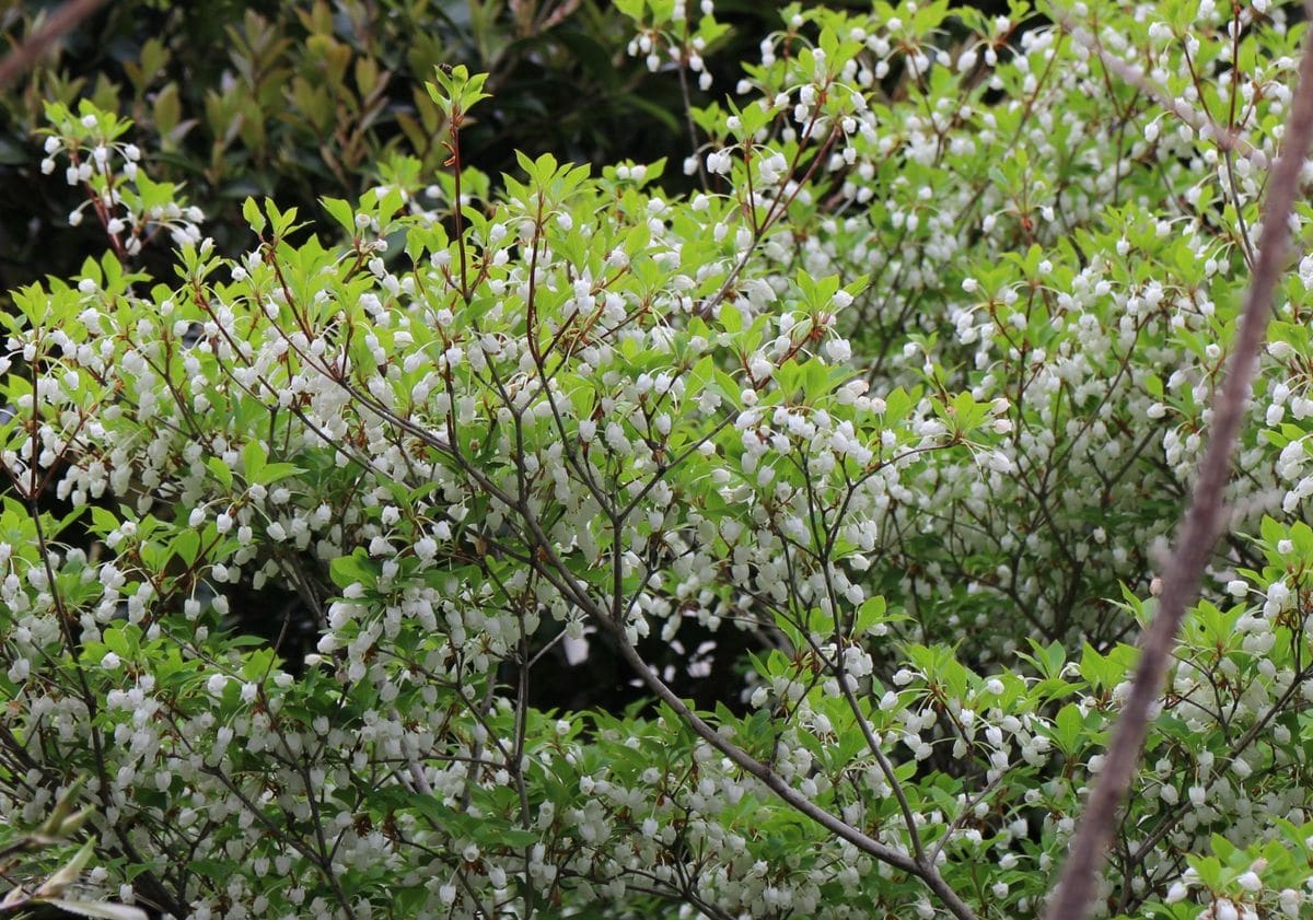 花笠コガクウツギ。シャガ。ドウダンツツジ