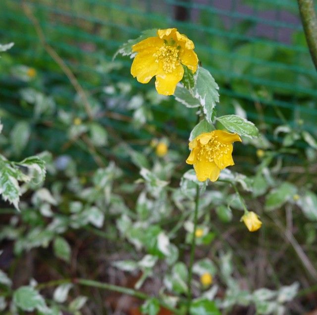 草花には恵みの雨！！