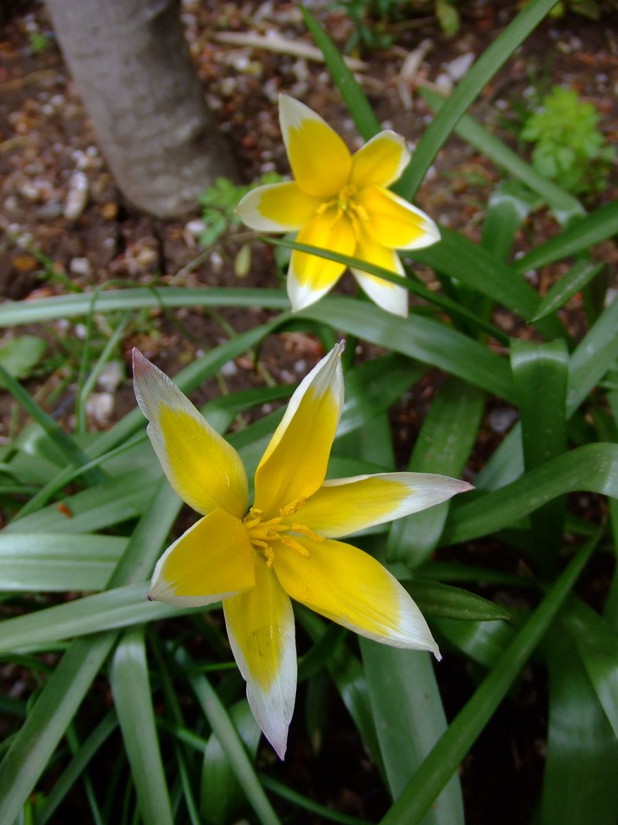 ヒューケラの寄せ植え・春