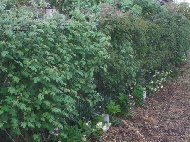 今朝のバラの庭