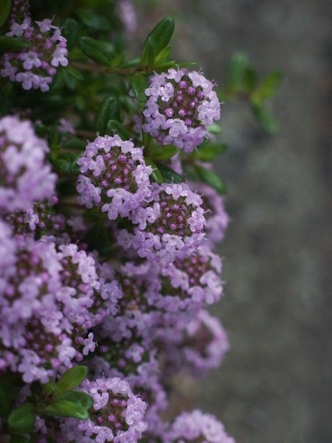 タイムが咲きました