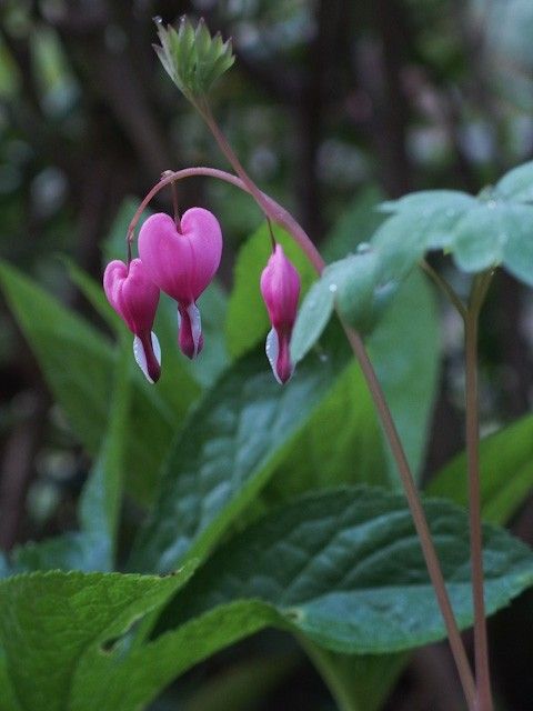 タイムが咲きました