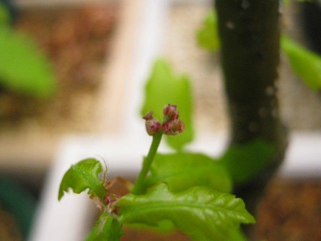 どんぐりの花が咲いてます