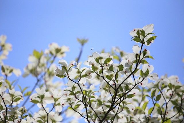 ハナミズキが見頃です