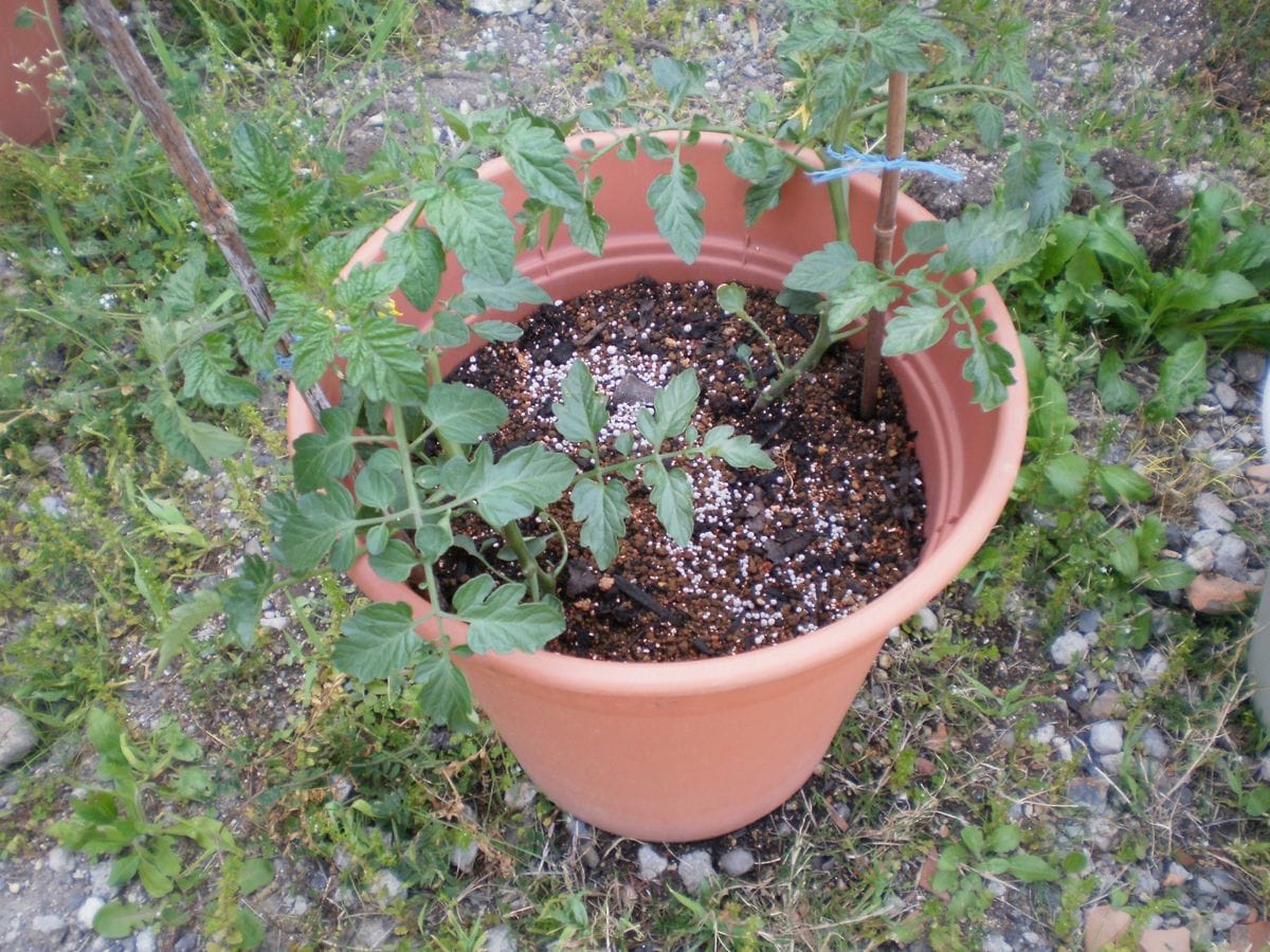 ミニトマト苗の植え替え