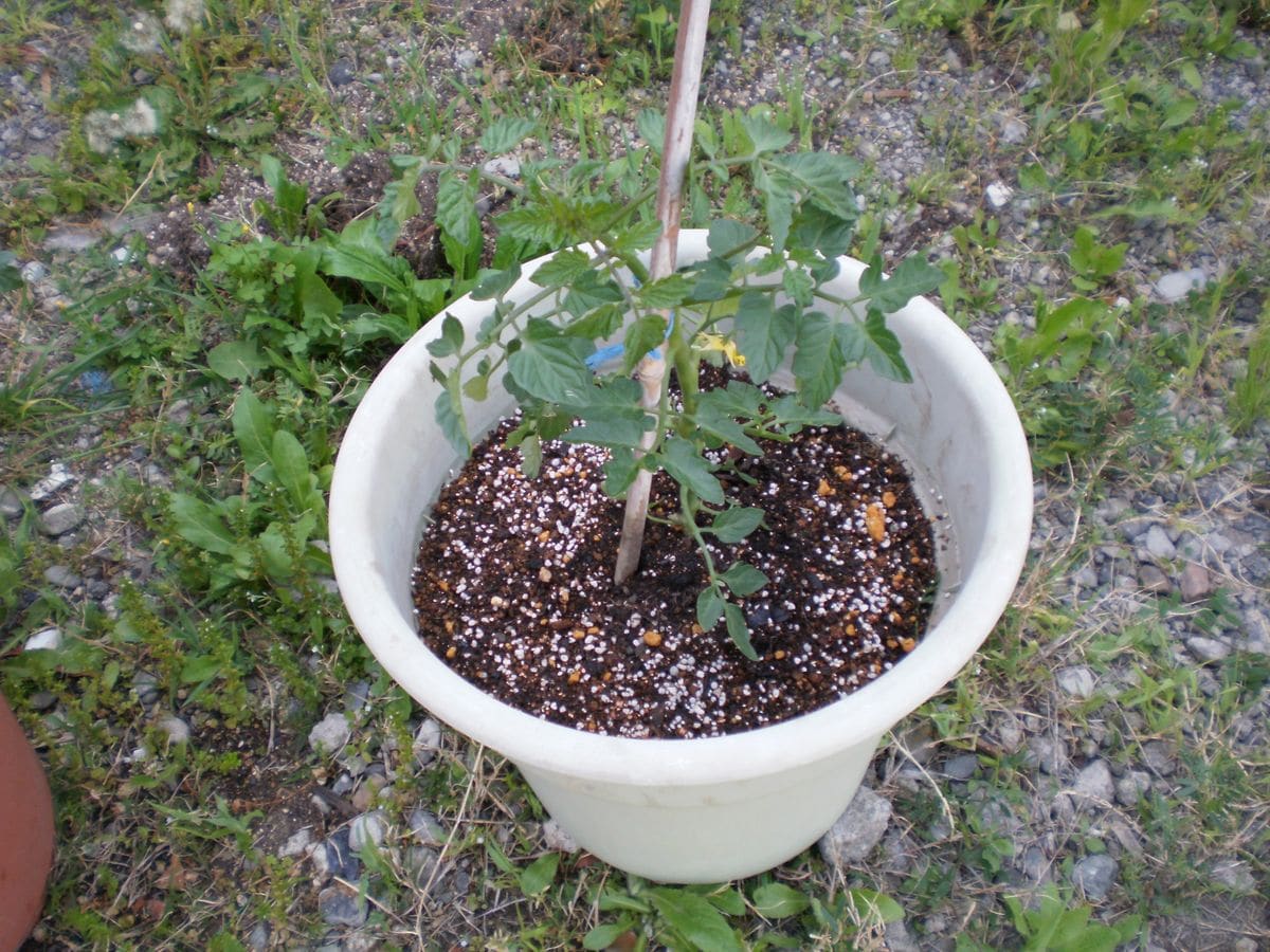 ミニトマト苗の植え替え