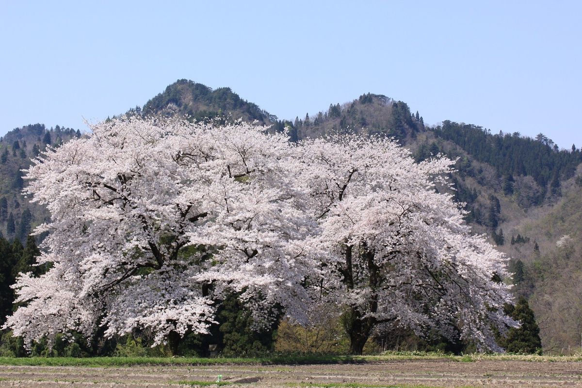 黒岩の夫婦桜